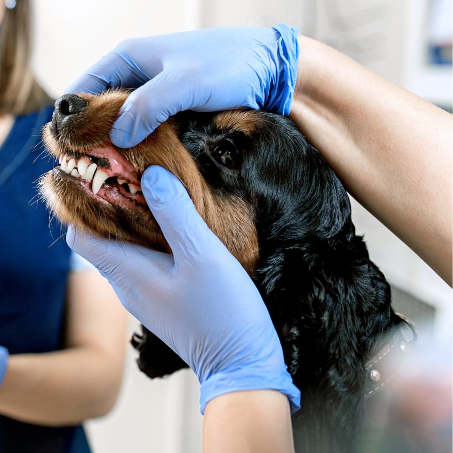 Veterinary Dentistry in Gardena