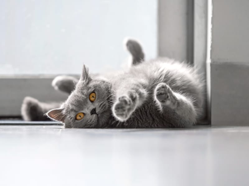 Welcome to Alondra Animal Hospital in Gardena | Gardena Vets Welcome to Alondra Animal Hospital in Gardena | Gardena Vets