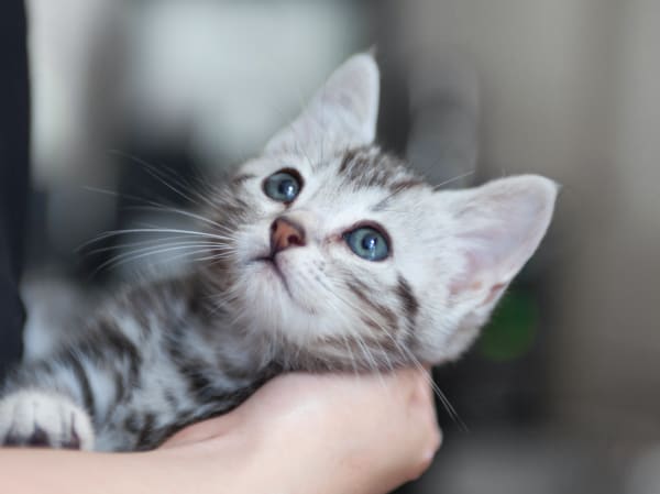 Welcome to Alondra Animal Hospital in Gardena | Gardena Vets Welcome to Alondra Animal Hospital in Gardena | Gardena Vets