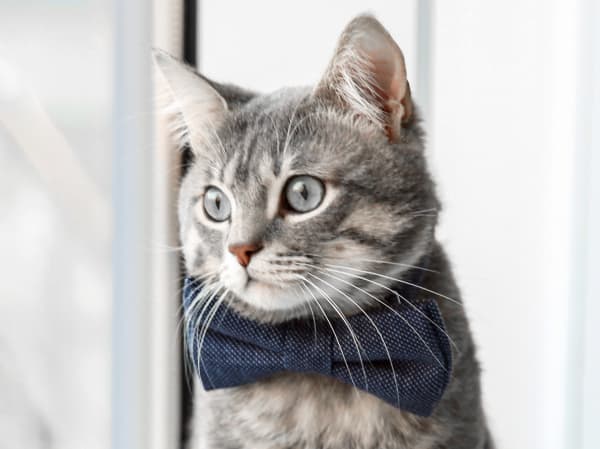 Welcome to Alondra Animal Hospital in Gardena | Gardena Vets Welcome to Alondra Animal Hospital in Gardena | Gardena Vets