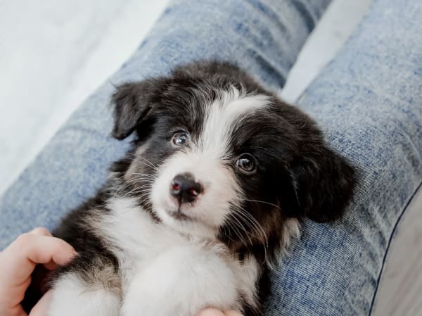 Welcome to Alondra Animal Hospital in Gardena | Gardena Vets Welcome to Alondra Animal Hospital in Gardena | Gardena Vets
